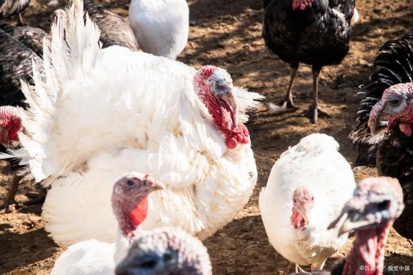 生肖火鸡缺什么属相（生肖火鸡缺什么属相？）