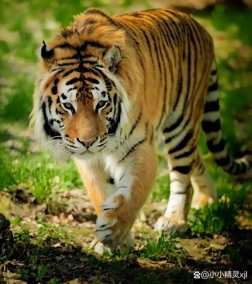 1938年属什么生肖属相（1938年属虎吗）