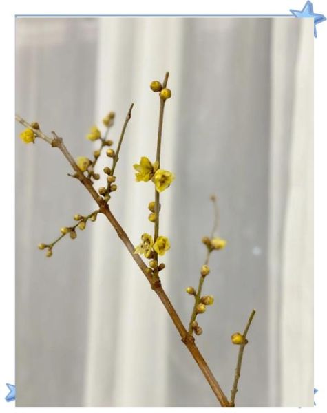 腊梅最佳生肖属相（腊梅属于什么生肖最旺）