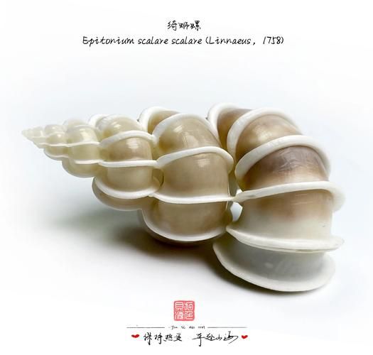 螺蛳是什么属相的生肖（螺蛳属什么生肖？最通俗解释给你）