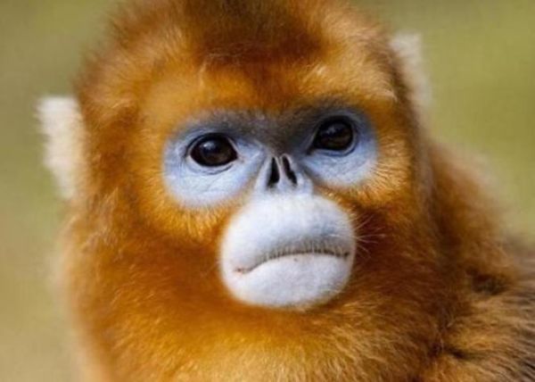 生肖猴冲哪个属相（生肖猴和哪个属相相冲？小白避坑指南✨）