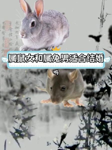 生肖婚配属相解读（鼠和兔的婚姻好吗）