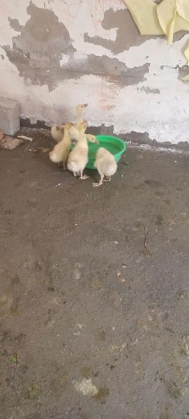 鹅子最佳搭配生肖属相（鹅子和哪些生肖最合婚）