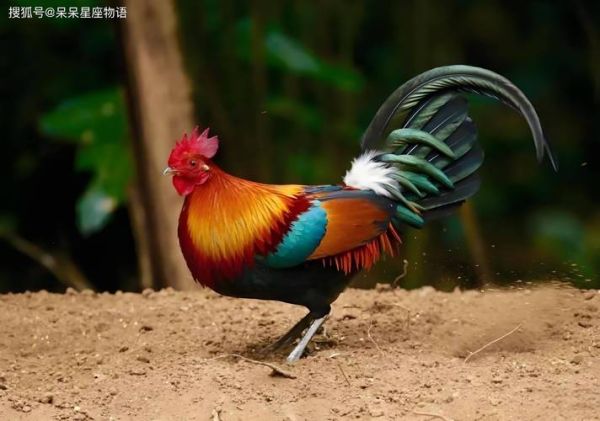 生肖鸡最怕哪个属相