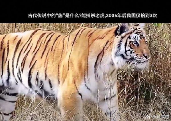 董彪生肖属相是啥生肖呢（董彪生肖属相是虎吗？）