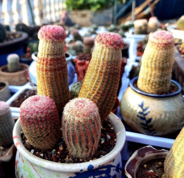 红太阳最佳生肖属相（红太阳最佳生肖属相是哪个）