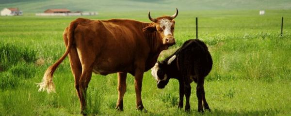 吴孟超属什么生肖属相