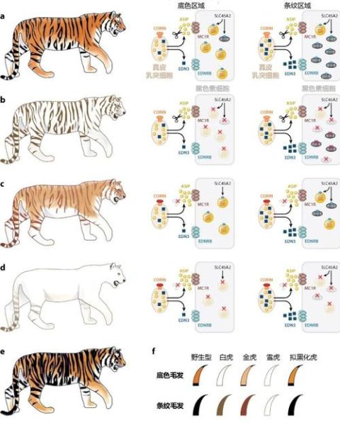 白虎最佳搭配生肖属相表（白虎最佳配对属相表）
