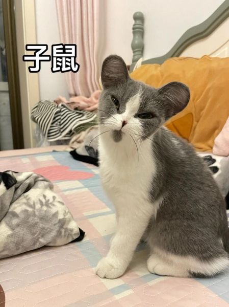 蓝为主什么生肖属相（蓝为主是什么生肖？小白入门科普😸）