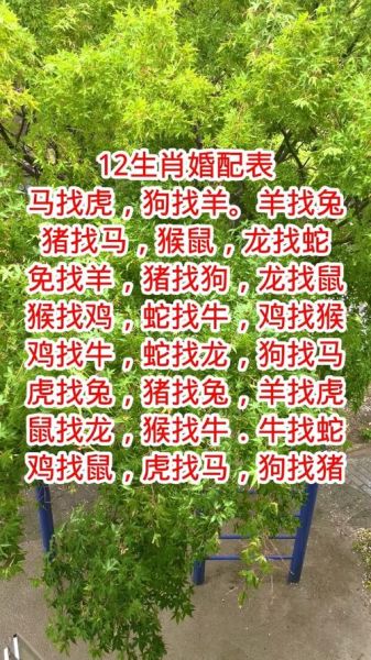 属相婚配十二生肖表图片（属相婚配十二生肖对照图👀）