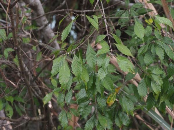 叶柯属相是什么生肖（叶柯属什么生肖？一查就清楚）