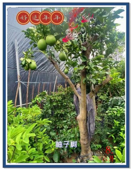 柚子树代表哪个生肖属相（柚子树代表生肖龙还是猴？真相揭晓！）