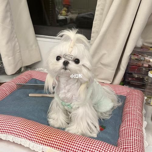 生肖属相扎头发狗（🐶生肖属相狗扎头发教程）