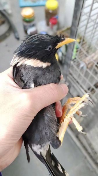 胆大八哥打一生肖属相（胆大八哥是什么生肖？）