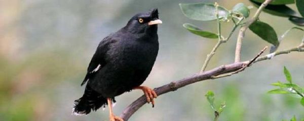 胆大八哥打一生肖属相（胆大八哥是什么生肖？）