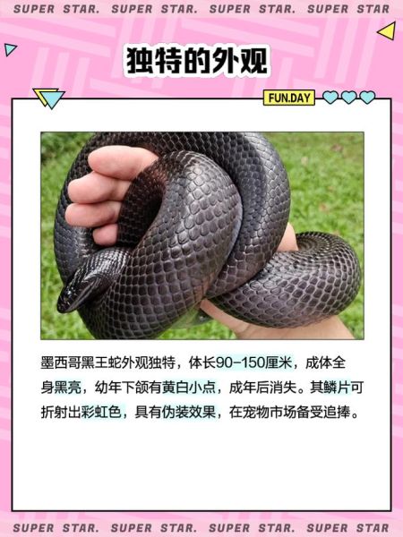 黑蛇属什么生肖属相