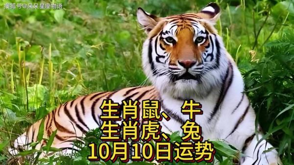 生肖属相直播(生肖直播真的能赚钱吗?)