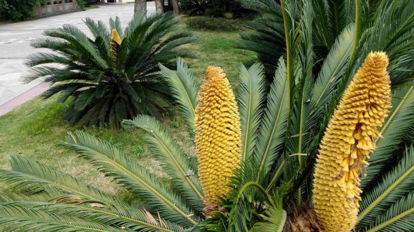 铁树属相是什么生肖（铁树是什么生肖属相的植物）