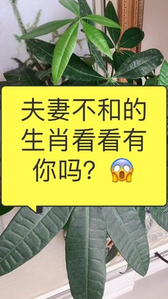 牛马属相配嘛生肖（牛马属相配吗生肖到底合不合）