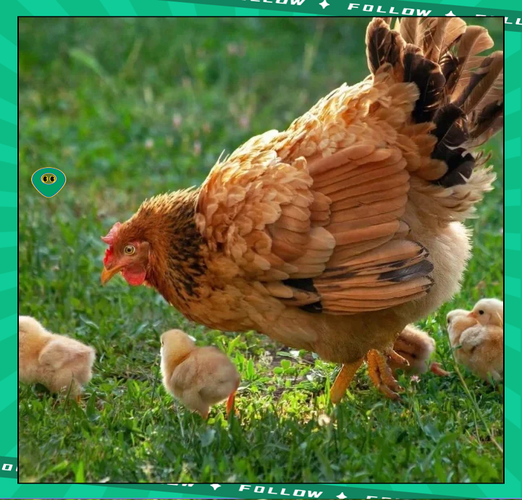 鸡属相 十二生肖（鸡属相十二生肖性格详解）