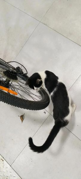 陶喆什么生肖属相（陶喆属什么生肖？小白一看就懂）