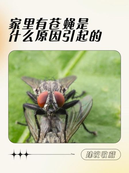 苍蝇代表什么生肖属相（苍蝇是什么生肖）