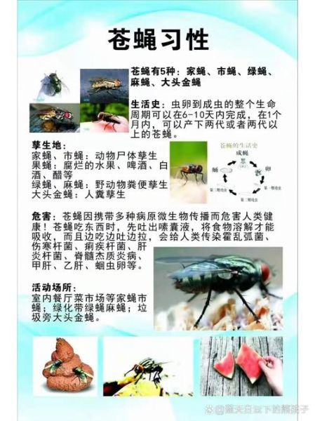 苍蝇代表什么生肖属相（苍蝇是什么生肖）