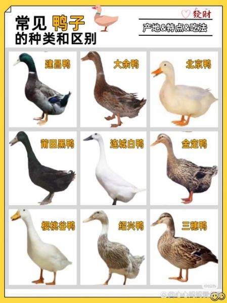 鸭子属相是什么生肖（鸭子属相是什么生肖？）