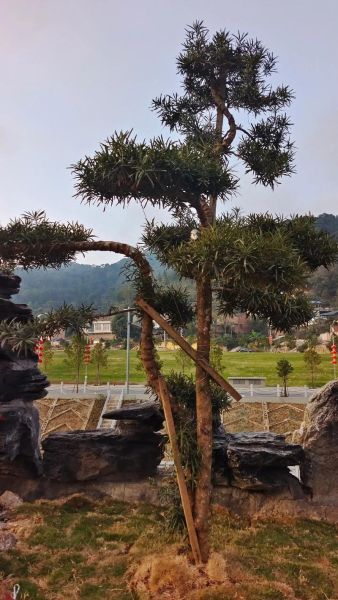 青松属相是什么动物生肖（青松属相对应哪个生肖？）