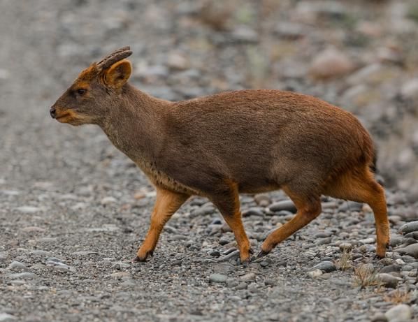 鹿属相是什么生肖(鹿属相是什么生肖?初学者一查就懂)