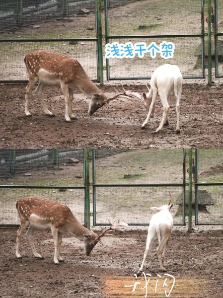 鹿属相是什么生肖(鹿属相是什么生肖?初学者一查就懂)