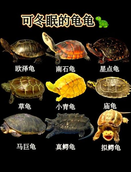 龟属什么生肖属相（龟属什么生肖？新手必看生肖归属答案）