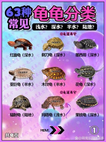 龟属什么生肖属相(龟属什么生肖?新手必看生肖归属答案)