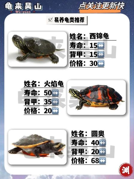 龟属什么生肖属相(龟属什么生肖?新手必看生肖归属答案)