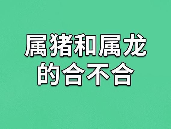 生肖龙最佳属相婚配猪（属龙和生肖猪婚配合适吗）