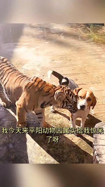 虎落平阳生肖属相（虎落平阳是什么生肖）