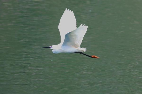 白鹭是什么属相的生肖（白鹭代表什么生肖属相？）