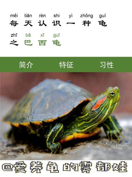 龟属于什么生肖属相（龟为什么不属于十二生肖属相？）