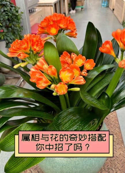 生肖属相花草摆设（生肖属相花草摆设怎么选？小白一学就会）