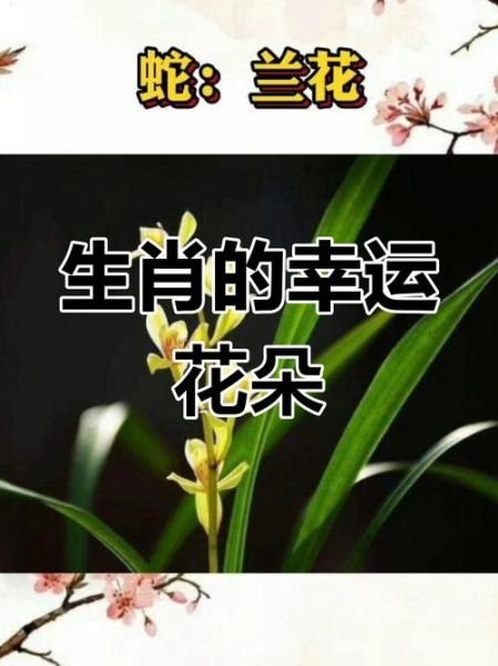 生肖属相花草摆设（生肖属相花草摆设怎么选？小白一学就会）