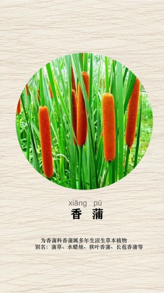 蒲属相代表什么生肖动物（蒲属相到底是哪只生肖）