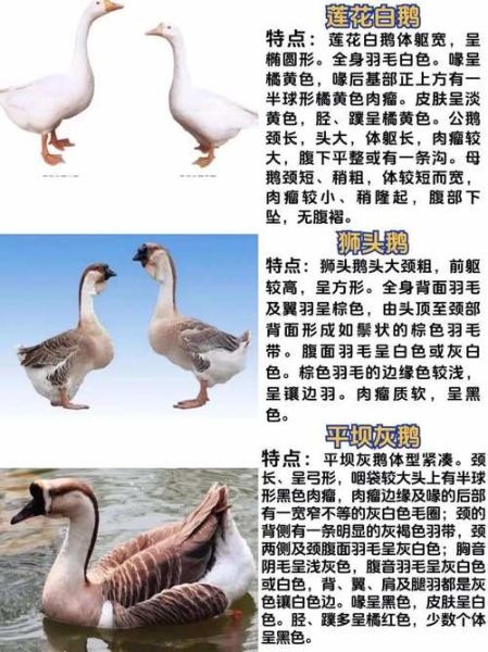 白鹅对应生肖属相（白鹅属于哪个生肖属相）