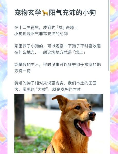 生肖狗分五种属相（五种土狗生肖年份对照详解）