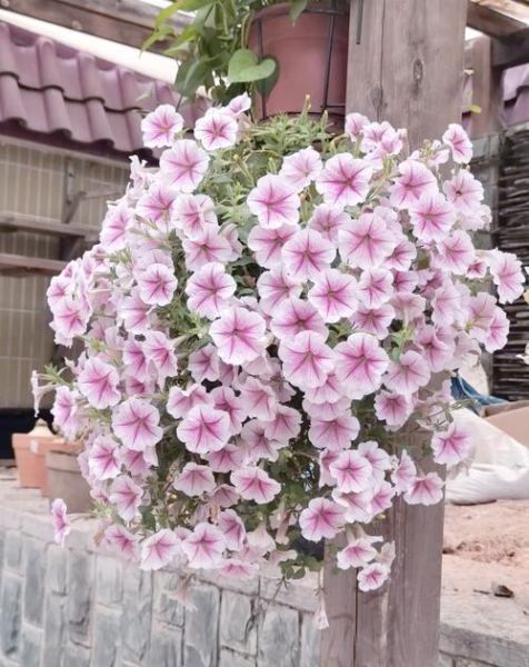 生肖属相花（生肖属相花代表什么花💐新手一看就懂）