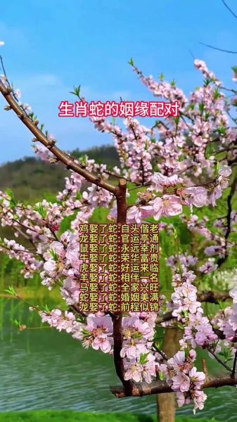 生肖蛇配哪个属相好（生肖蛇合婚最好的属相是谁）