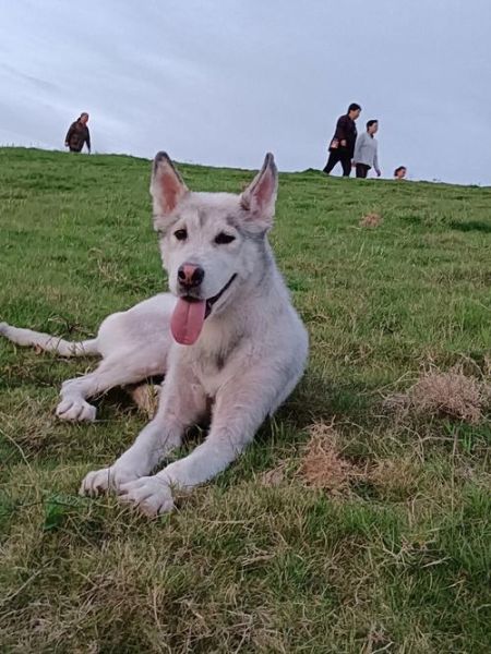 鳌拜生肖属相（鳌拜是什么生肖？）