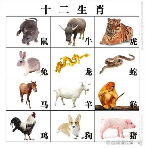 清淡的生肖有哪些属相（清淡的生肖有哪些属相？新手版速查）
