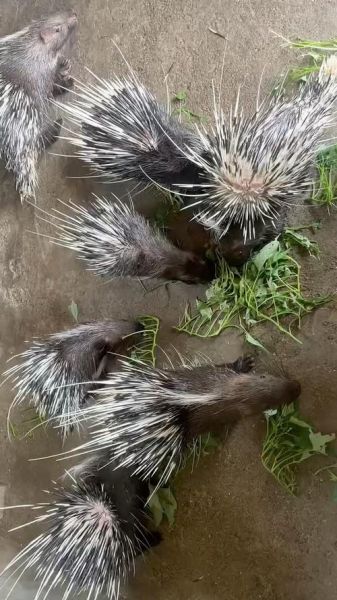 豪猪是什么生肖属相呢