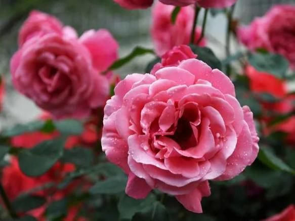 生肖兔属相养花（生肖兔养什么花最招财旺运）