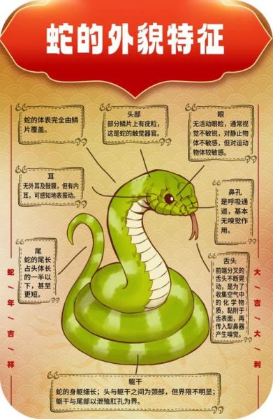 生肖属相性格分析（生肖蛇性格优缺点深度解析）